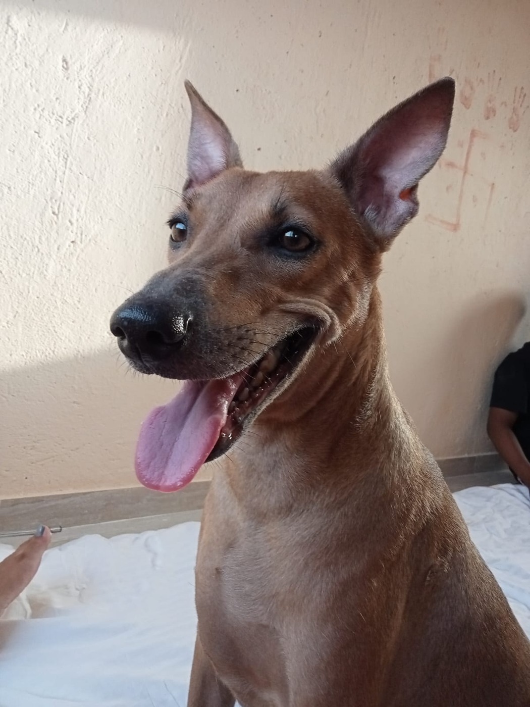Cookie with ears up and tongue out